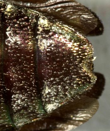 Media type: image;   Entomology 35038 Aspect: anal sclerite